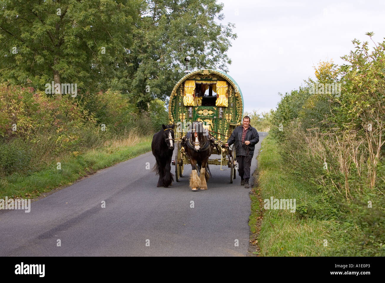 Shire cavalli tirare gypsy caravan attraverso sentieri di campagna Stow on the Wold Gloucestershire Regno Unito Foto Stock