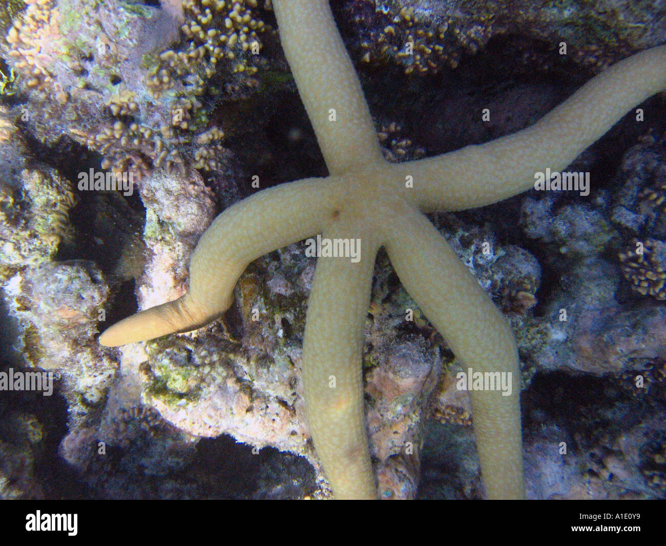 Starfish sdraiati su una scogliera di corallo Foto Stock
