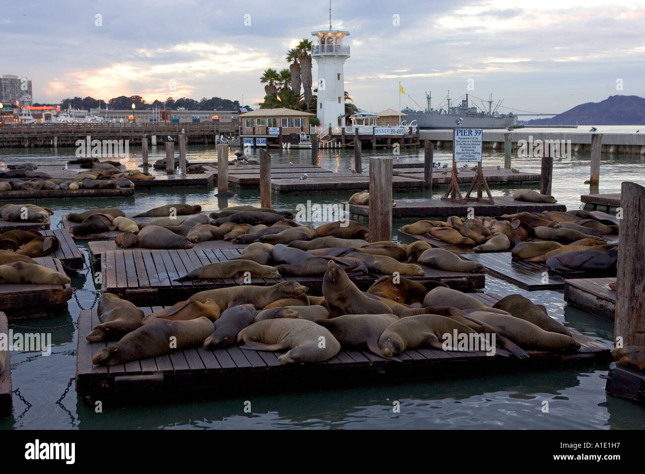 California i leoni di mare il resto su zattere galleggianti al Molo 39 San Francisco Stati Uniti d'America Foto Stock