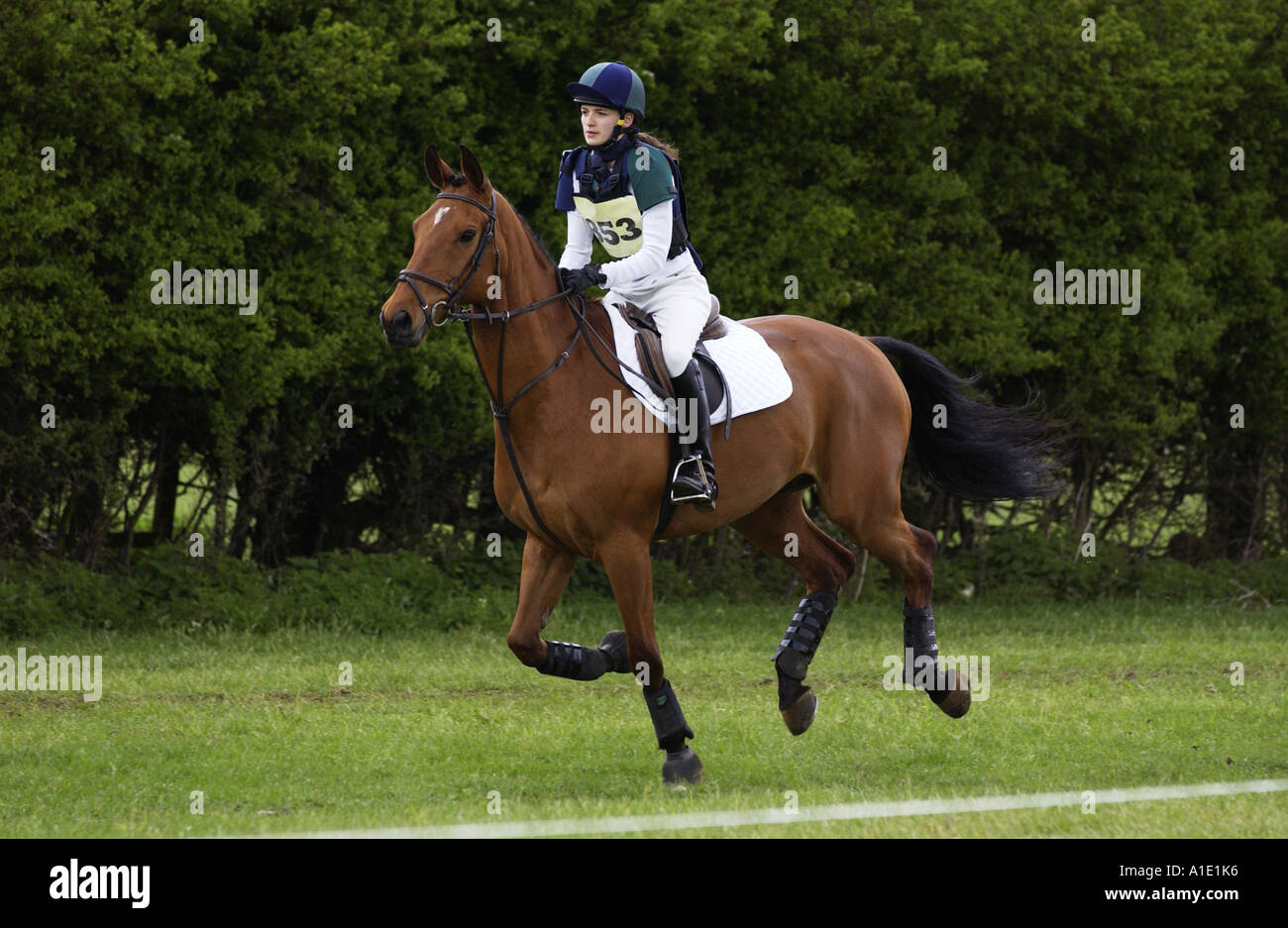Giovane donna corse Cleveland Bay cross purosangue bay horse nel cross country sezione a eventing concorrenza Regno Unito Foto Stock