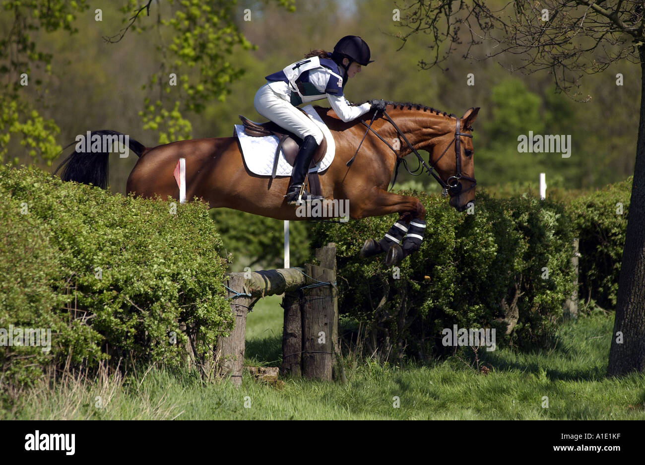Giovane donna cavalca un dark bay cavallo in un cross country eventing concorrenza Gloucestershire Regno Unito Foto Stock
