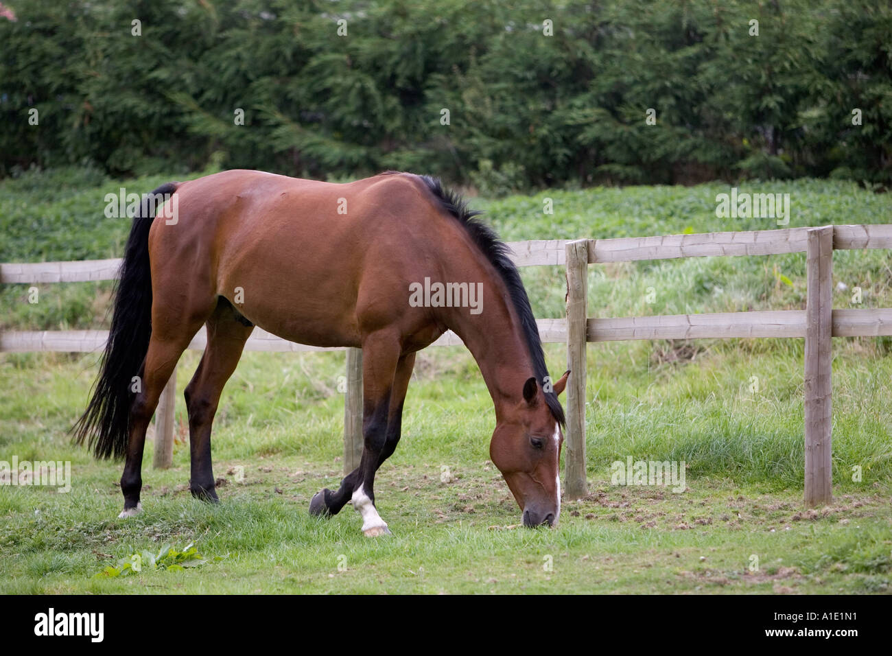 Bay pascolo cavalli in Oxfordshire, Regno Unito Foto Stock