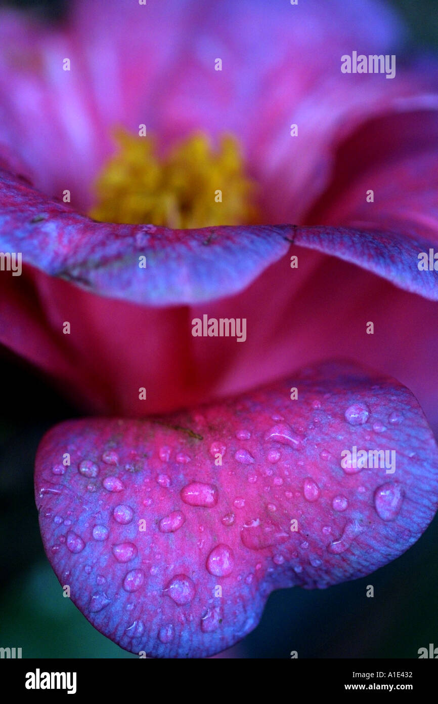 Camellia close up Foto Stock