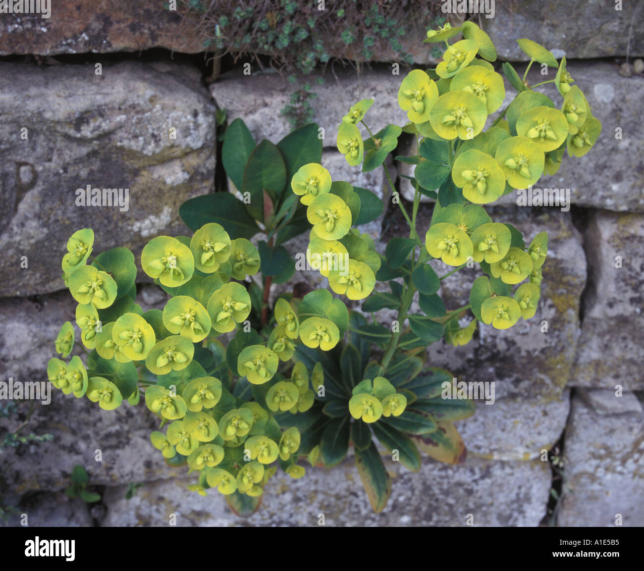 Primo piano di Euphorbia amigdaloides var. robbiae fiorente in una stretta crepa di una bella parete di giardino in pietra, una testimonianza della resilienza della natura Foto Stock Primo piano di Euphorbia amigdaloides var. robbiae fiorente in una stretta crepa di una bella parete di giardino in pietra, una testimonianza della resilienza della natura Foto Stock