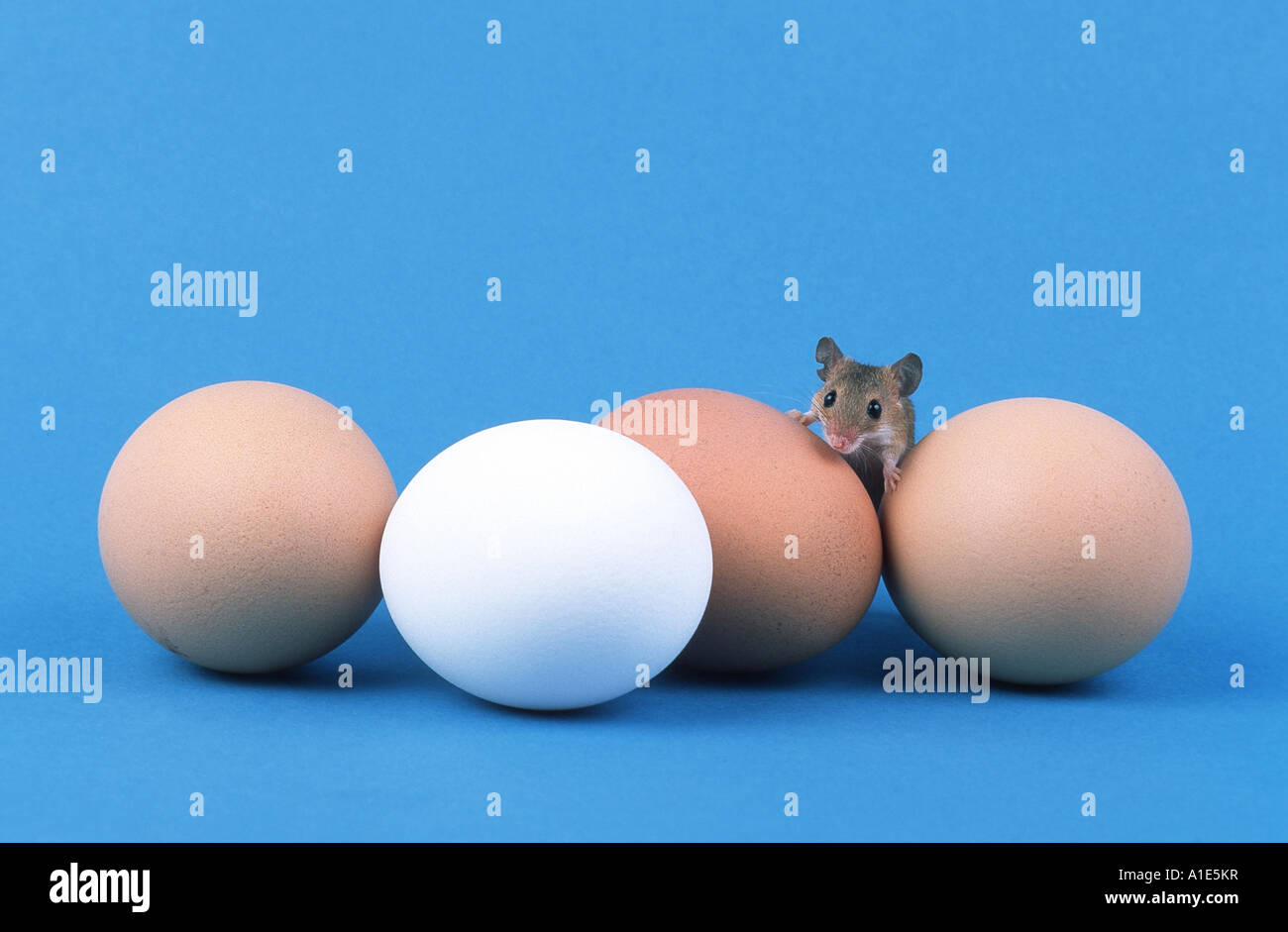 Nana africana mouse (Mus minutoides), sulle uova Foto Stock