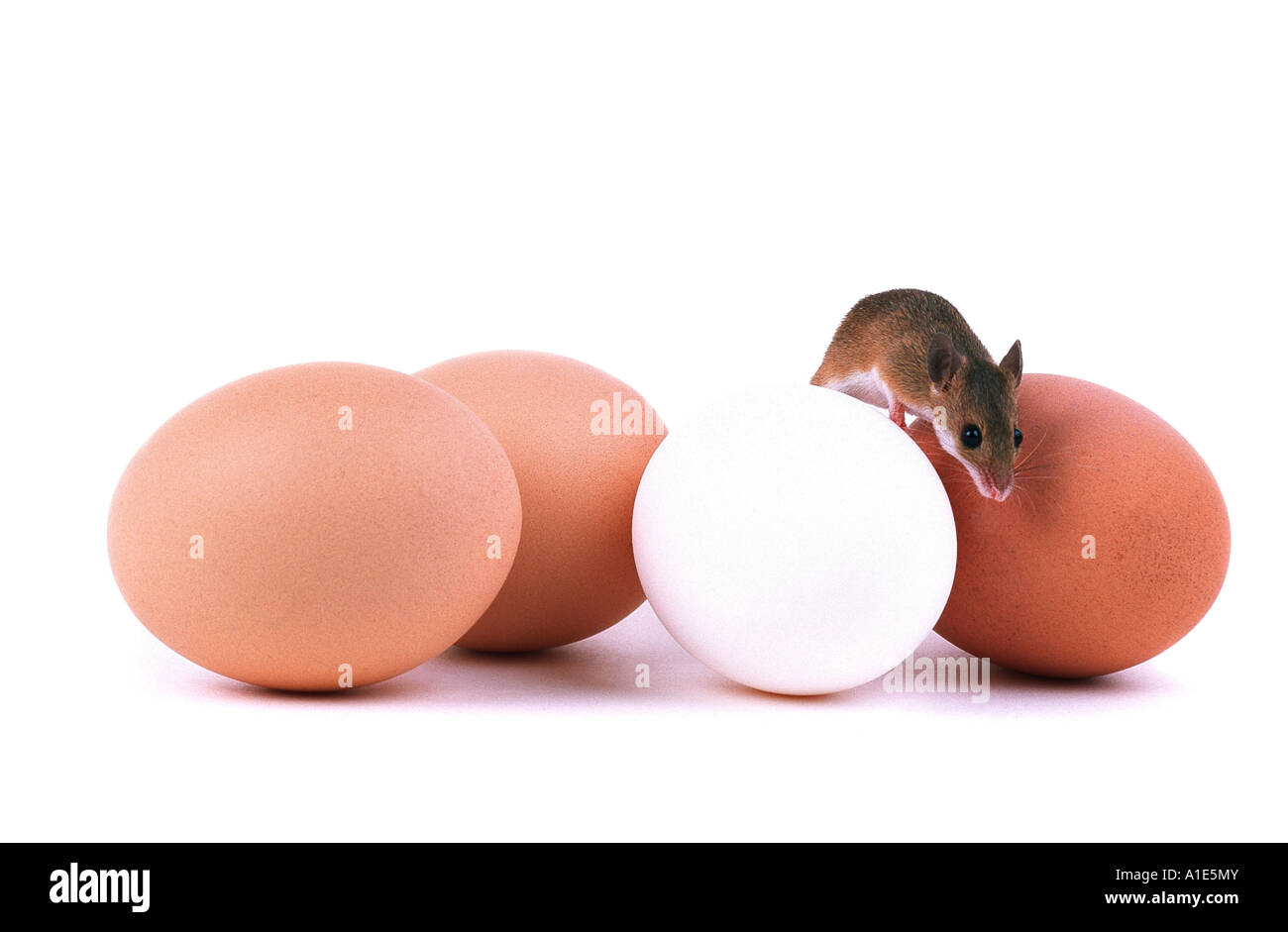 Nana africana mouse (Mus minutoides), sulle uova Foto Stock