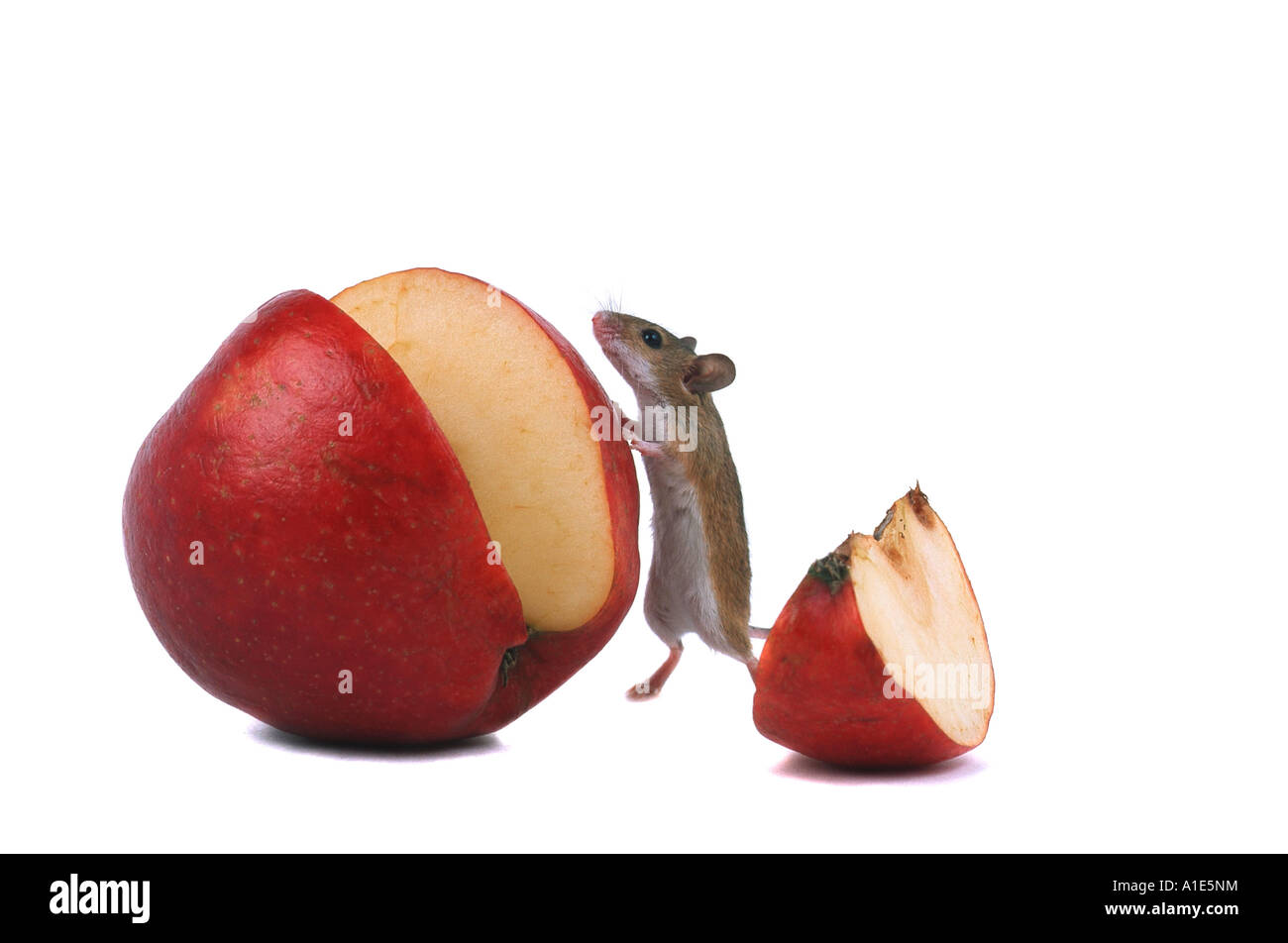 Nana africana mouse (Mus minutoides), su apple Foto Stock