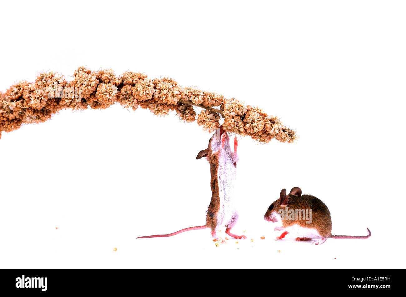 Nana africana mouse (Mus minutoides), due animali sul miglio Foto Stock