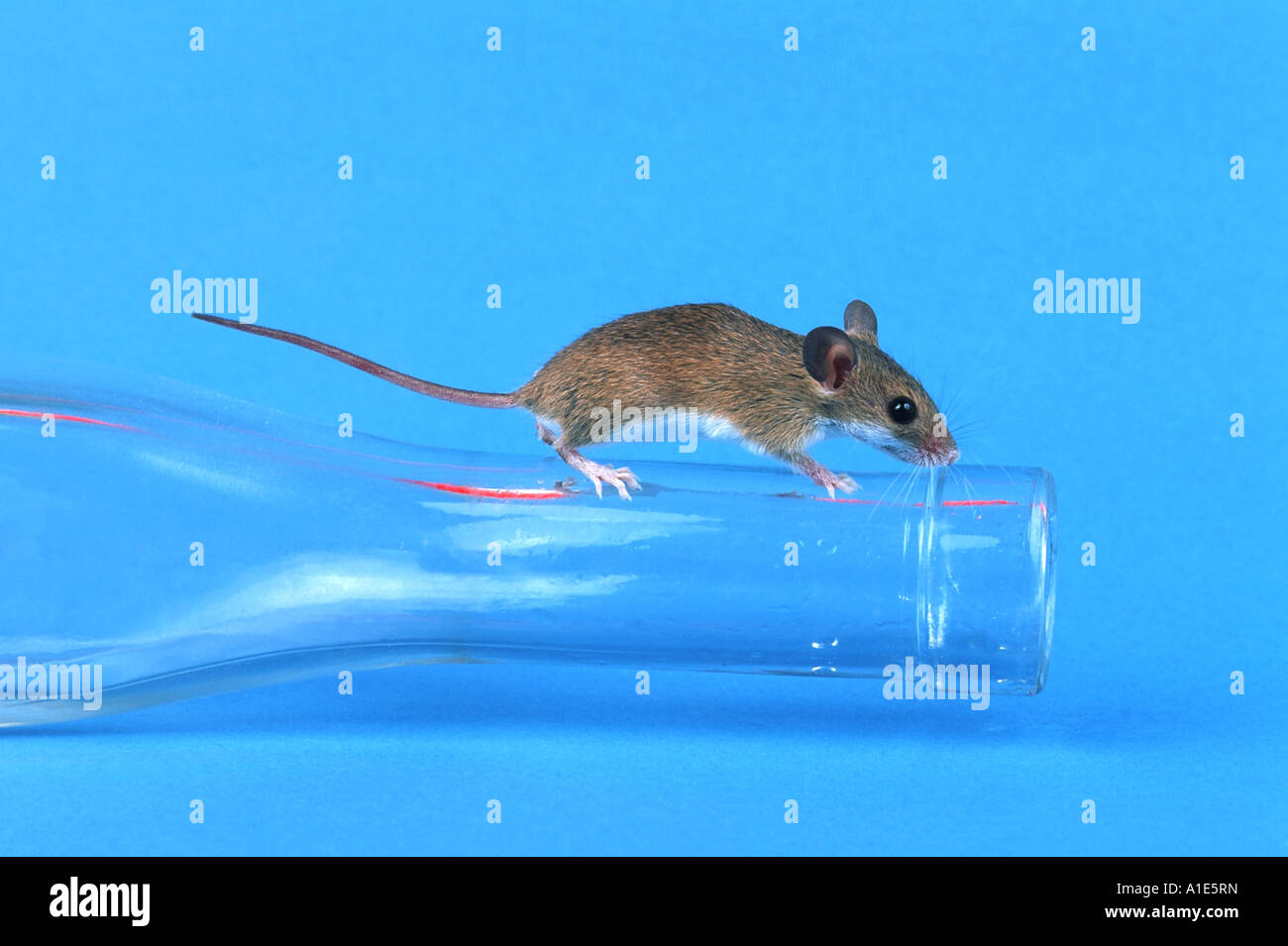 Nana africana mouse (Mus minutoides), sulla bottiglia di birra Foto Stock