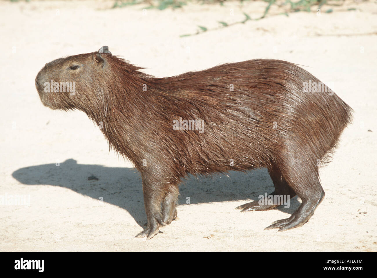 Capibara, carpincho (Hydrochaeris hydrochaeris), animale a riva, il roditore più grande del mondo, Brasile, Pantanal, Mato Grosso Foto Stock