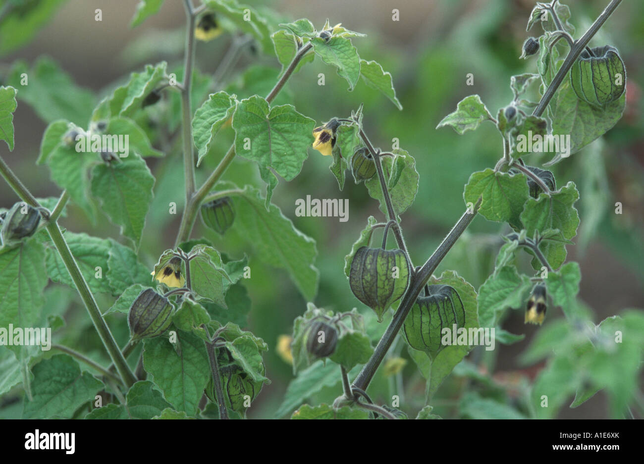 Ribes, terra peruviana-cherry (Physalis peruviana), fioritura Foto Stock