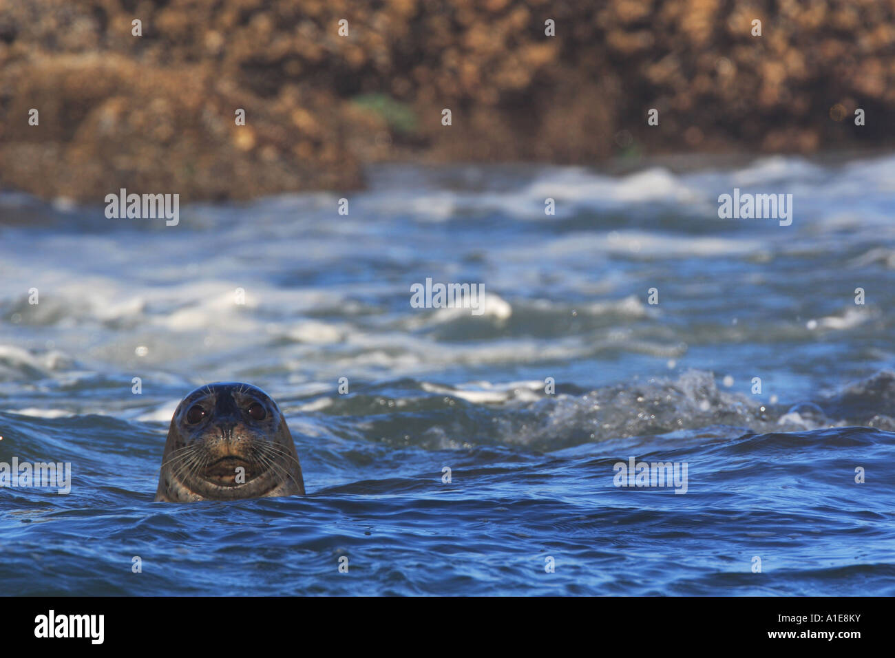 Guarnizione di tenuta del porto, guarnizione comune (Phoca vitulina), femmina, nuoto, STATI UNITI D'AMERICA, Oregon Foto Stock