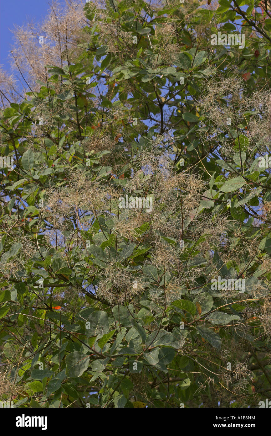 Sumach veneziano, smoketree (Cotinus coggygria), infrutescence Foto Stock