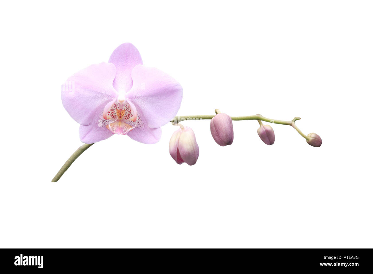Moth orchid (Phalaenopsis ibrido), ordine di sviluppo dei Fiori, Foto serie 2/9 Foto Stock