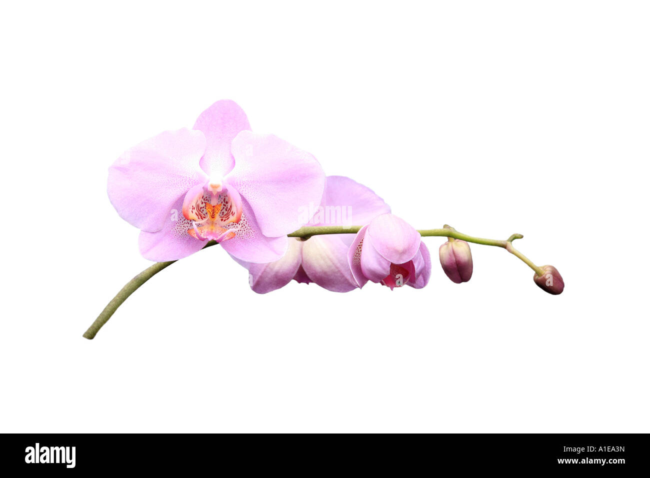 Moth orchid (Phalaenopsis ibrido), ordine di sviluppo dei Fiori, Foto serie 4/9 Foto Stock
