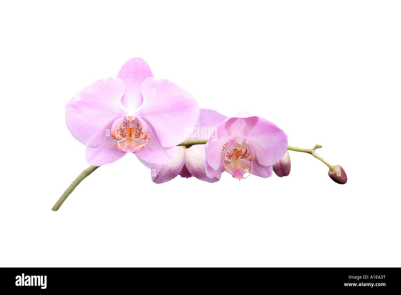 Moth orchid (Phalaenopsis ibrido), ordine di sviluppo dei Fiori, Foto serie 5/9 Foto Stock