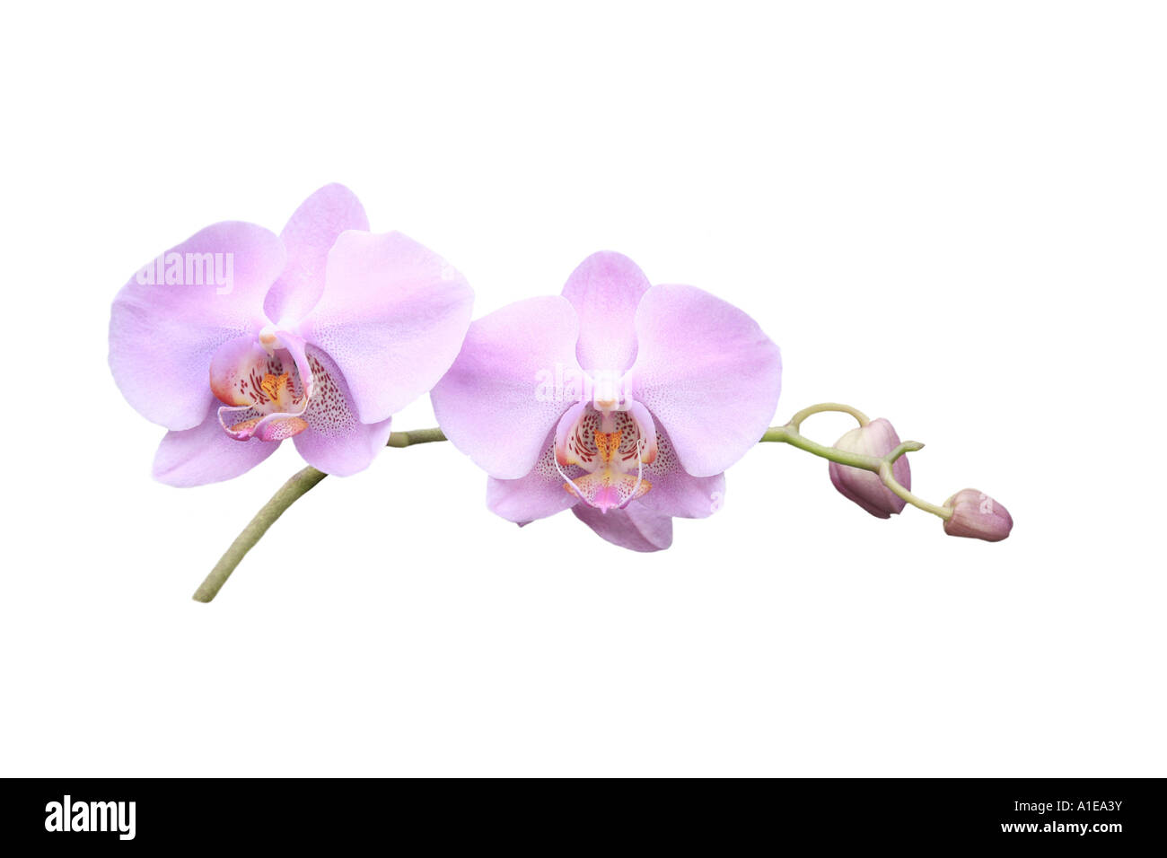Moth orchid (Phalaenopsis ibrido), ordine di sviluppo dei Fiori, Foto serie 6/9 Foto Stock
