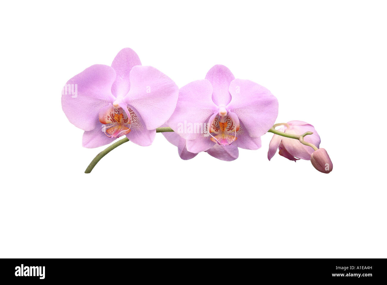 Moth orchid (Phalaenopsis ibrido), ordine di sviluppo dei Fiori, Foto serie 7/9 Foto Stock