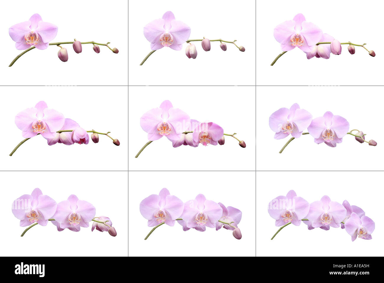 Moth orchid (Phalaenopsis ibrido), l'apertura di un fiore, componendo Foto Stock