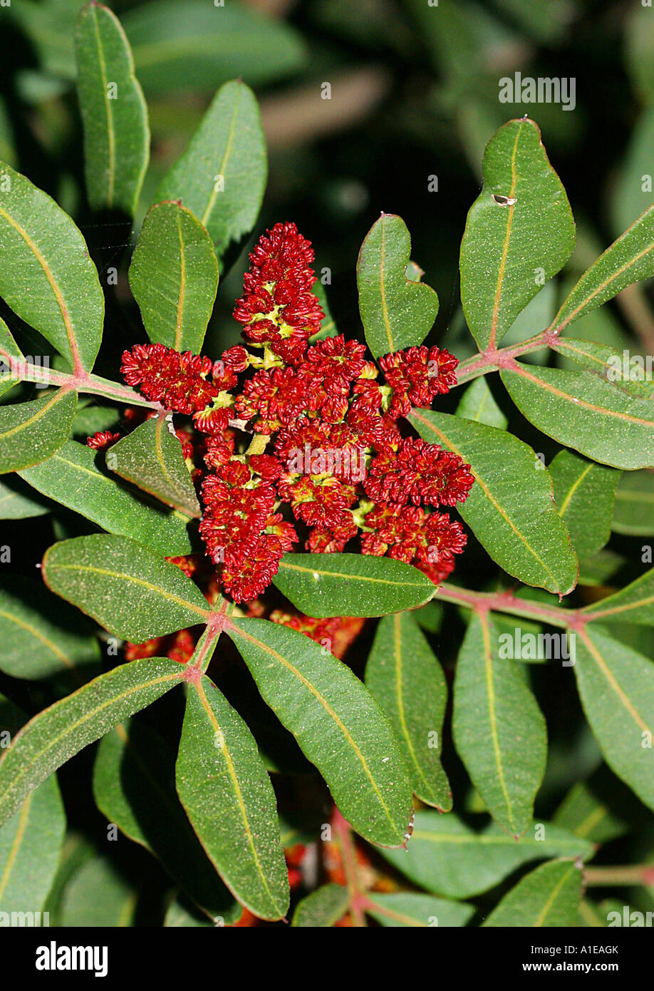 Mastice (Pistacia lentiscus), fioritura, Spagna Foto stock - Alamy