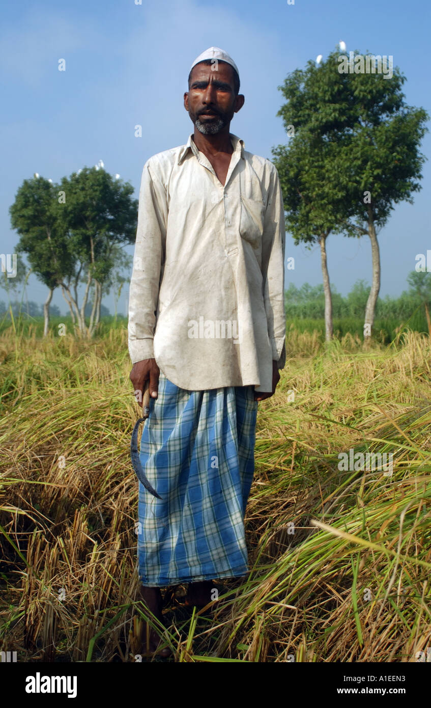 Fairtrade agricoltore sul suo campo di riso nel nord dell'India Foto Stock