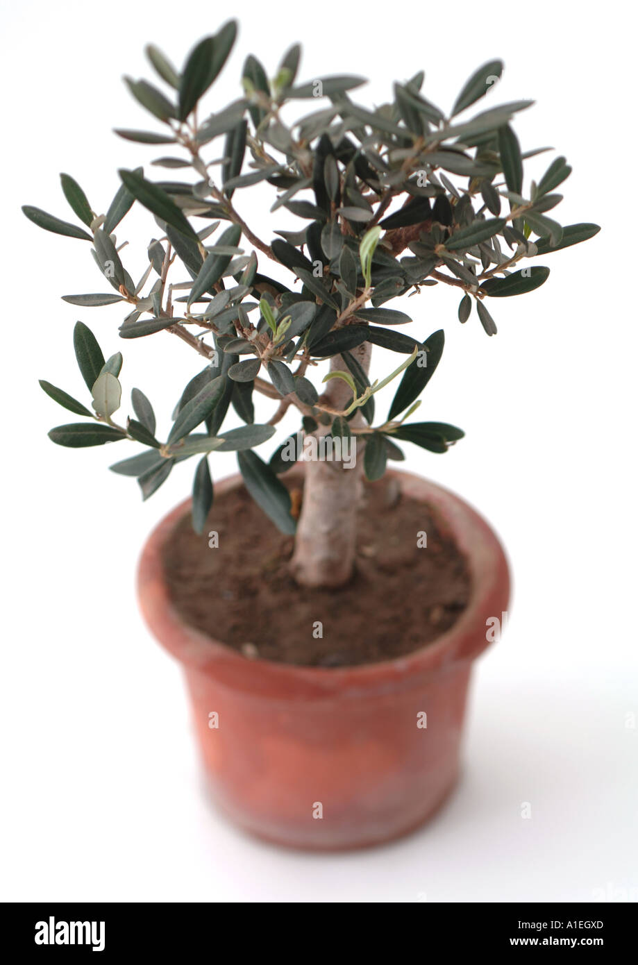 Olivo in vaso Foto stock - Alamy