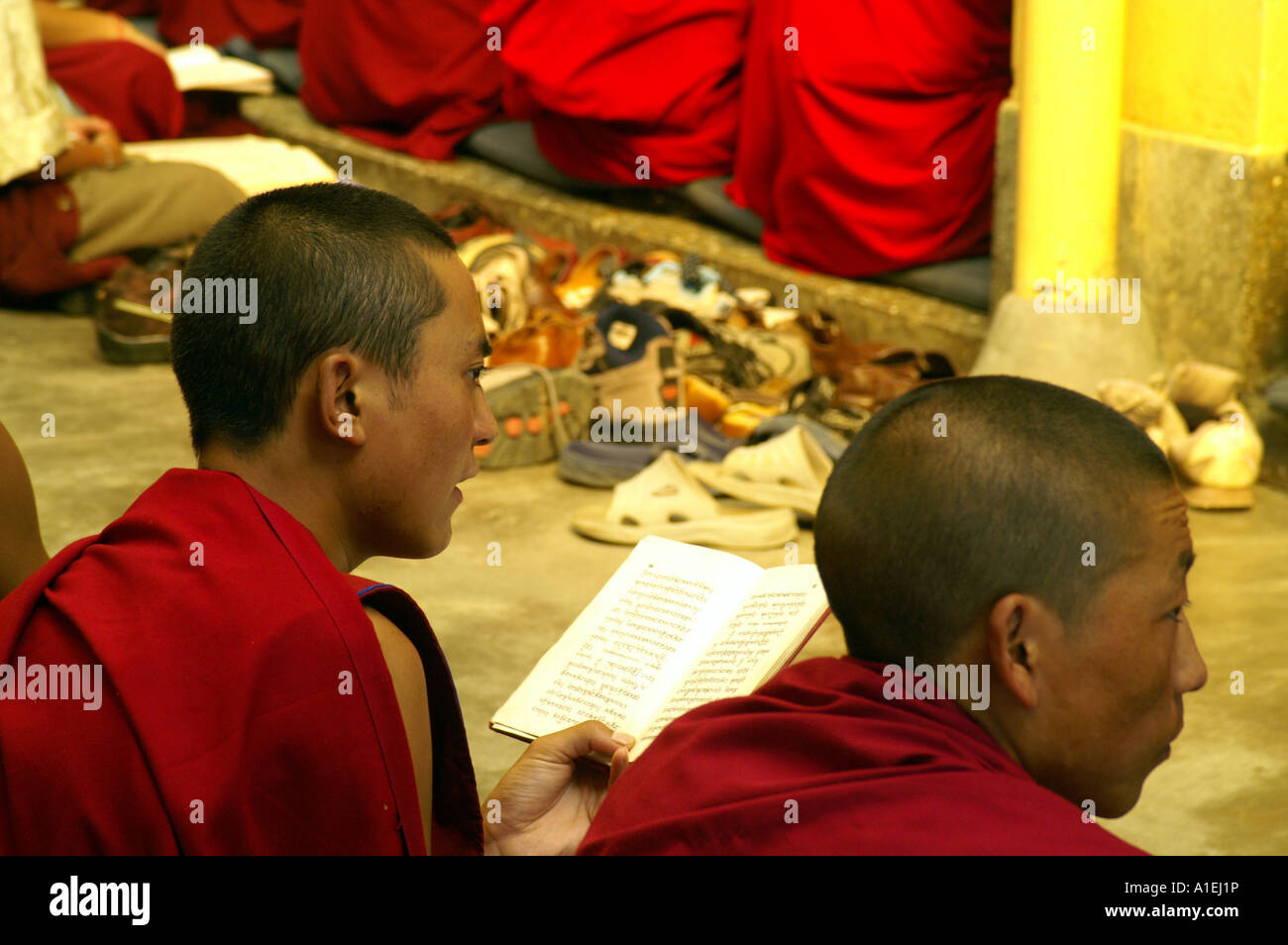 I monaci buddisti nel monastero Namgyal libro lettura durante la preghiera, McLeod Ganj Foto Stock