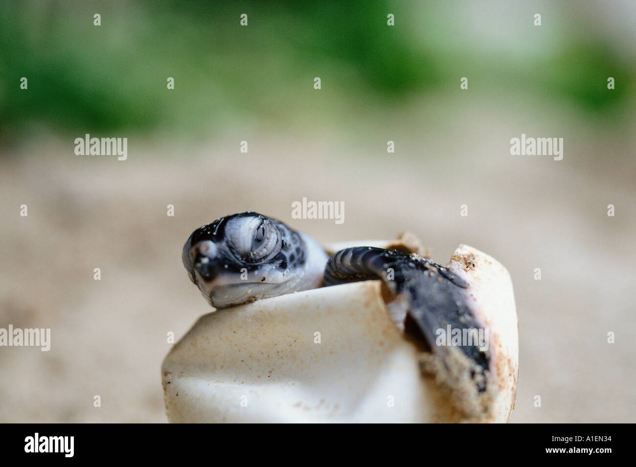 Tartaruga Verde hatchling Foto Stock