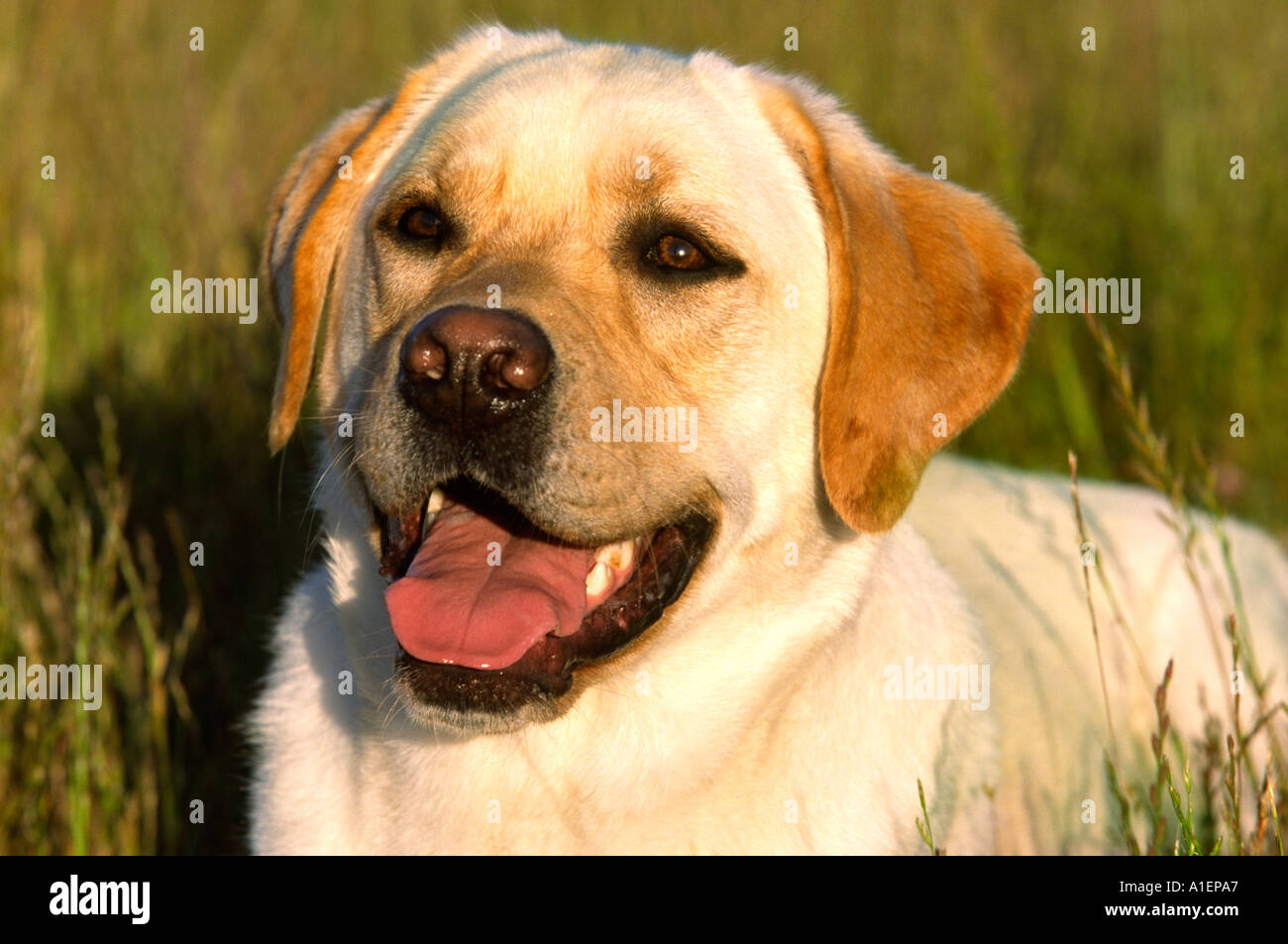 Giallo Labrador Retriever cane di razza pura Foto Stock
