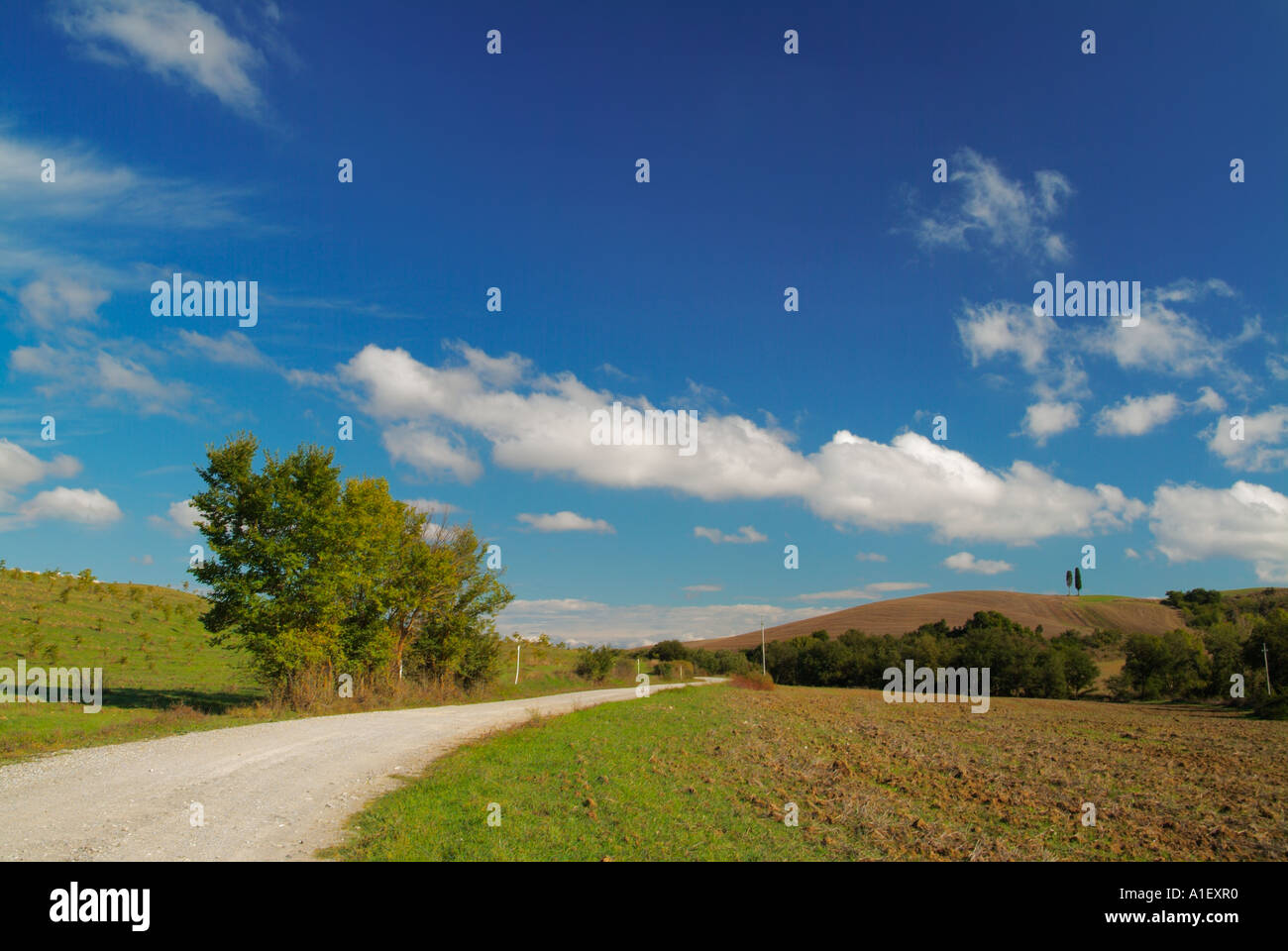 Due lone cipressi sulla collina nei pressi di San Quirico d'Orcia, Val d'Orcia Toscana Italia Europa UE Foto Stock