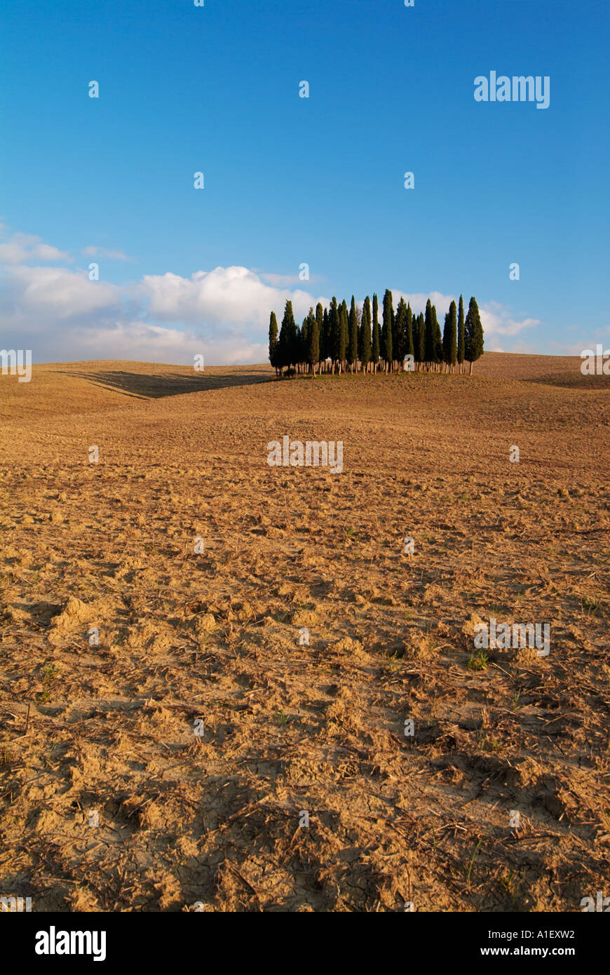 San Quirico d'Orcia famoso intrico di cipressi nel campo arato toscana italia Europa UE Foto Stock