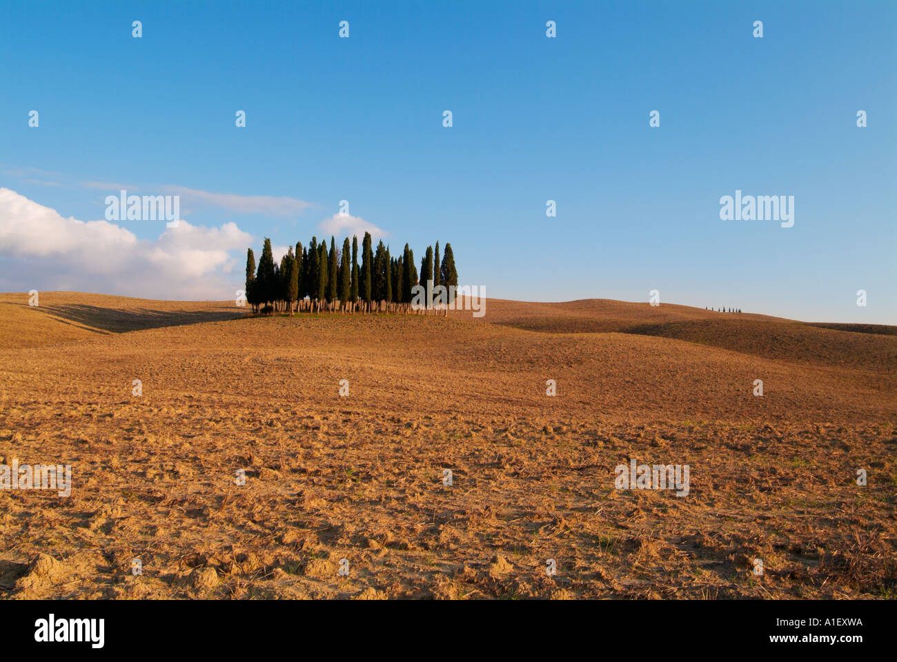 San Quirico d'Orcia famoso intrico di cipressi nel campo arato toscana italia Europa UE Foto Stock