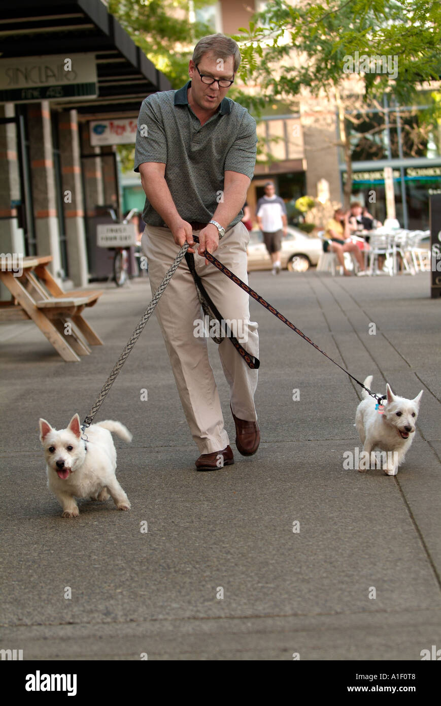 Uomo che cammina il suo West Highland Terrier Foto Stock