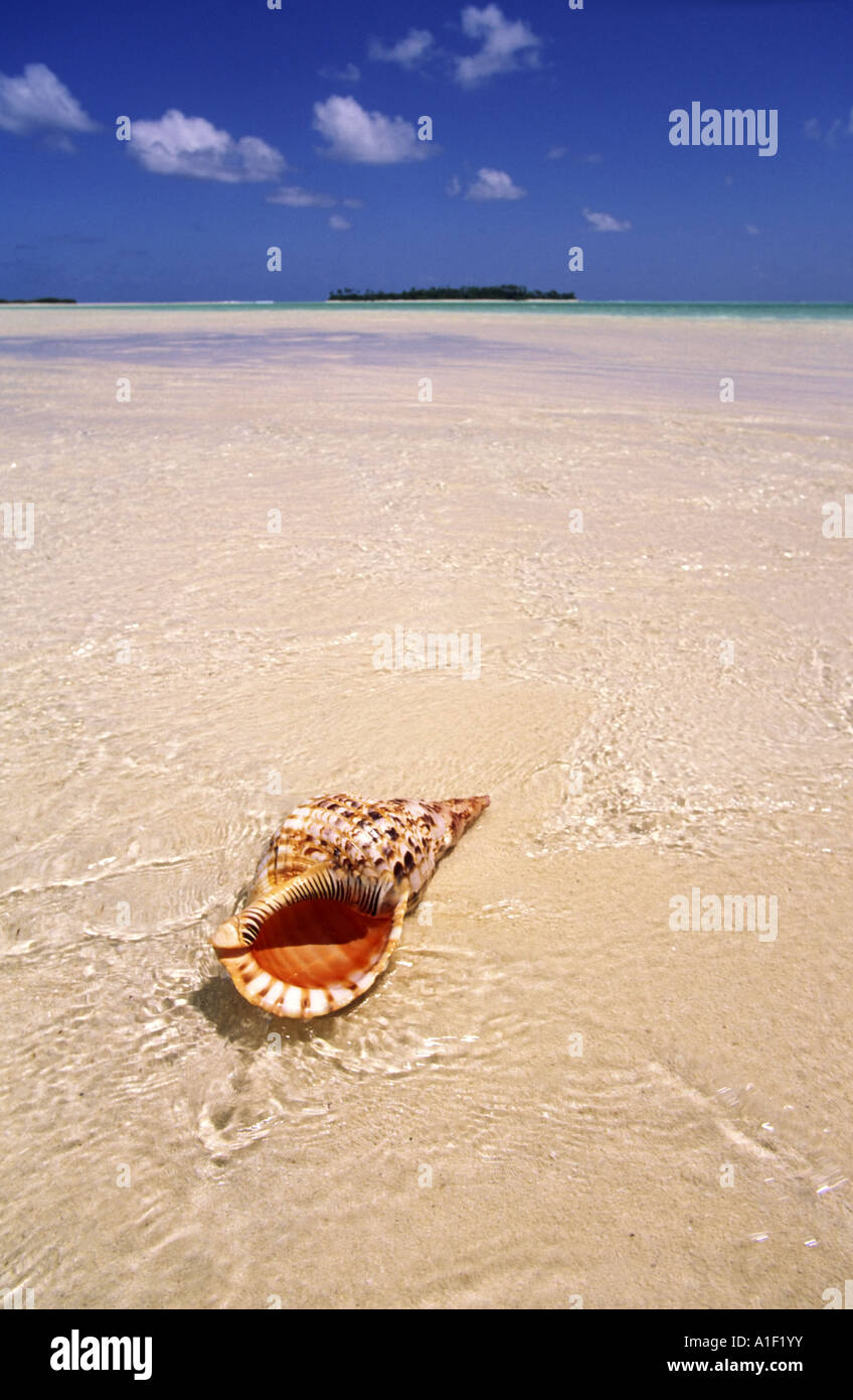 Sud Pacifico Isole Cook Aitutaki Lagoon un piede isola sogno spiaggia cristal acqua chiara giant triton Foto Stock