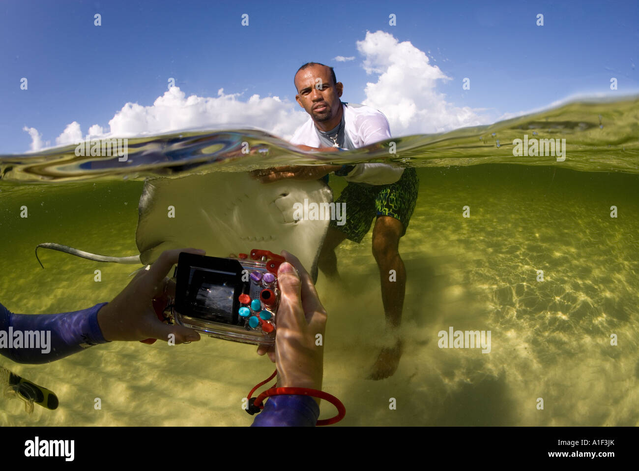 Un giovane uomo di manovre un SOUTHERN STINGRAY DASYATIS AMERICANA PER UNA FOTO DIGITALE Foto Stock