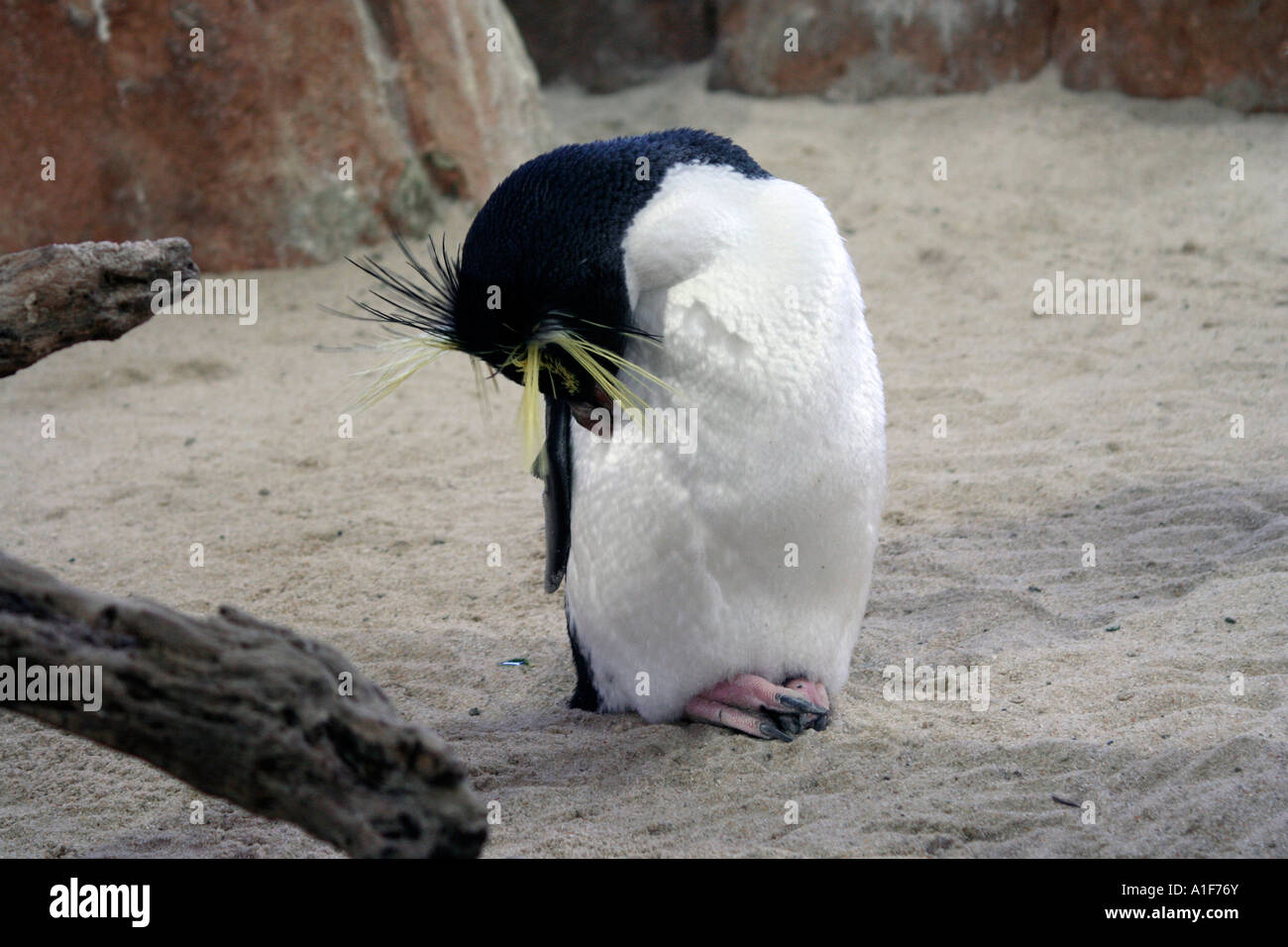 Pinguino saltaroccia Foto Stock