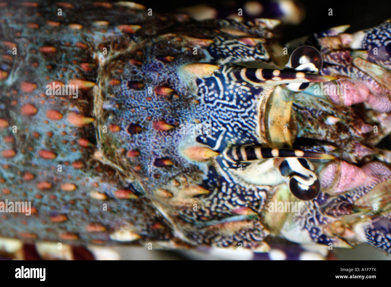 East Coast Rock Lobster, Sud Africa Foto Stock