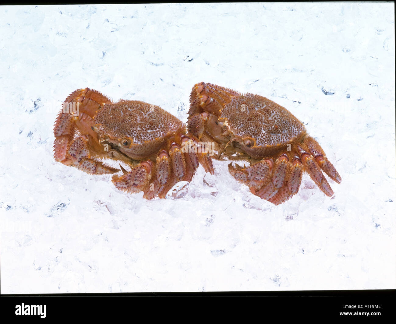 Granchio di crine di cavallo Foto Stock