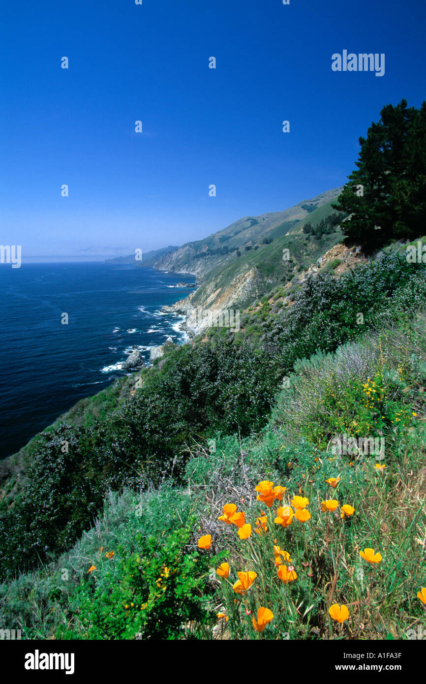 Big Sur costa lungo la California State Highway 1. California papaveri, fiori selvaggi e Oceano Pacifico. In California, Stati Uniti d'America. Foto Stock