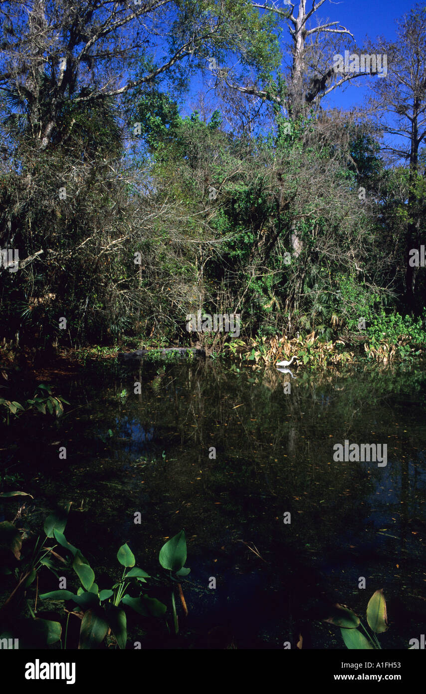 Un Airone bianco maggiore la pesca in un stagno a Big Cypress piegare boardwalk in Everglades della Florida Foto Stock
