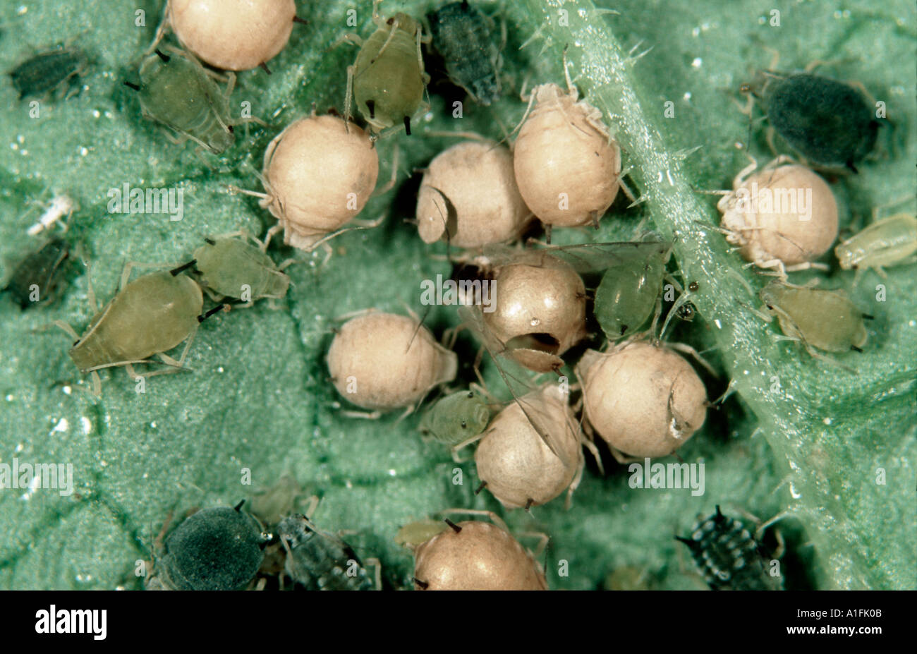 Afide del cotone Aphis gossypii con mummie parasitised da parassitoide wasp Aphidius colmani Foto Stock
