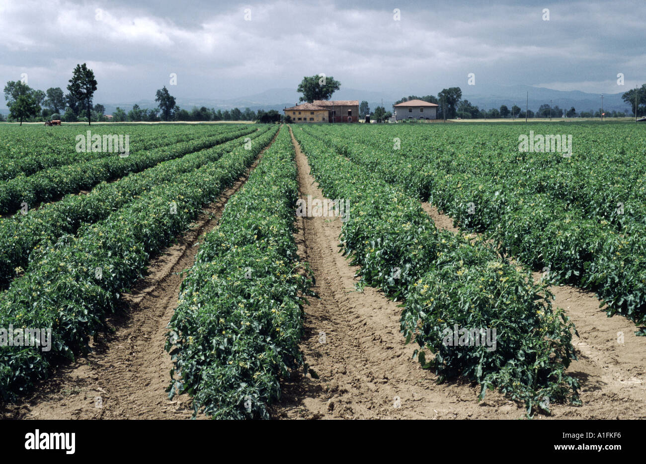 Campo di pomodoro raccolto con cielo tempestoso e case al di là di Lycopersicon esculentum Foto Stock