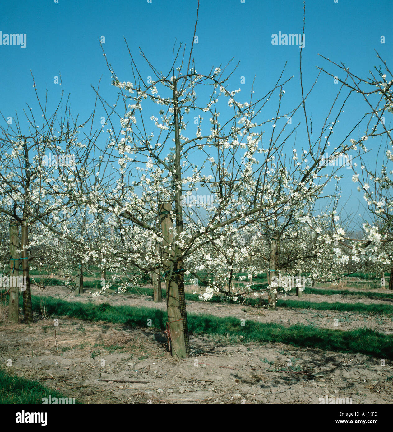 La fioritura degli alberi di prugne Prunus domestica in primavera prima delle foglie vengono visualizzati Foto Stock