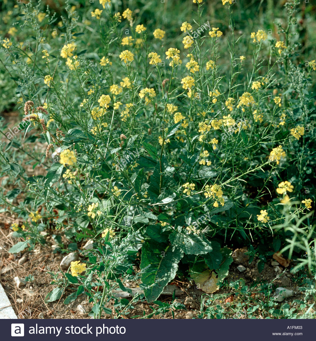 Una fioritura charlock Sinapis arvense pianta con altri seminativi piante come redshank Foto Stock
