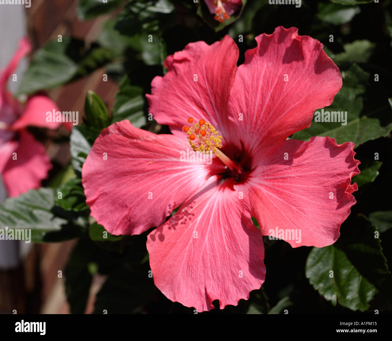 Hot pink Hibiscus Euruption in giardino Foto Stock