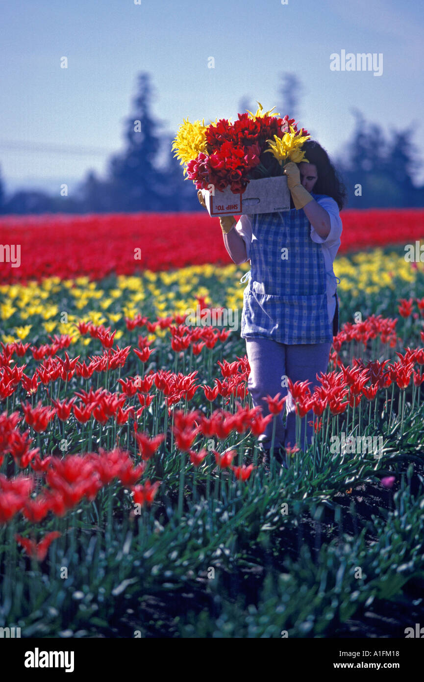 Tulip flower lavoratore vicino Woodburn Oregon Foto Stock