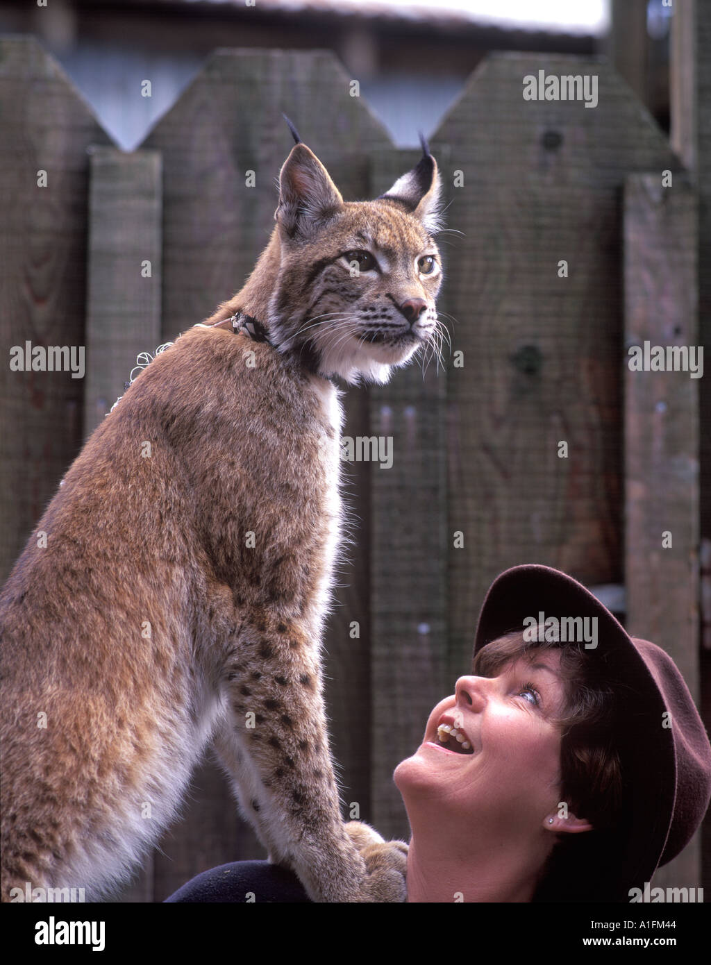 Gestore di animali con Lynx sullo spallamento della West Coast parco gioco Oregon Foto Stock