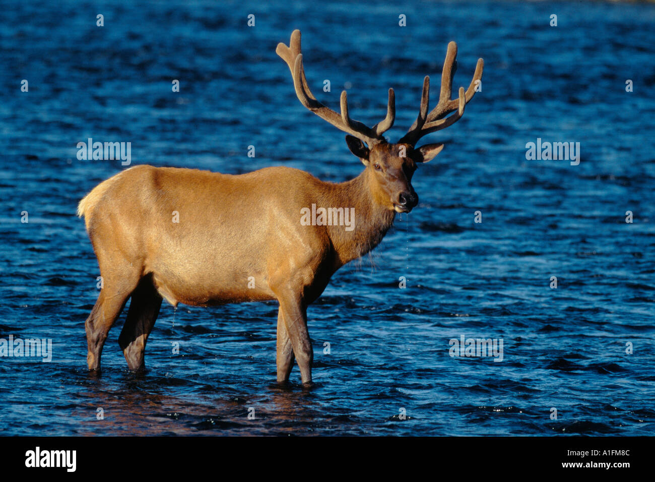 Bull elk guadare in Madison river. Foto Stock