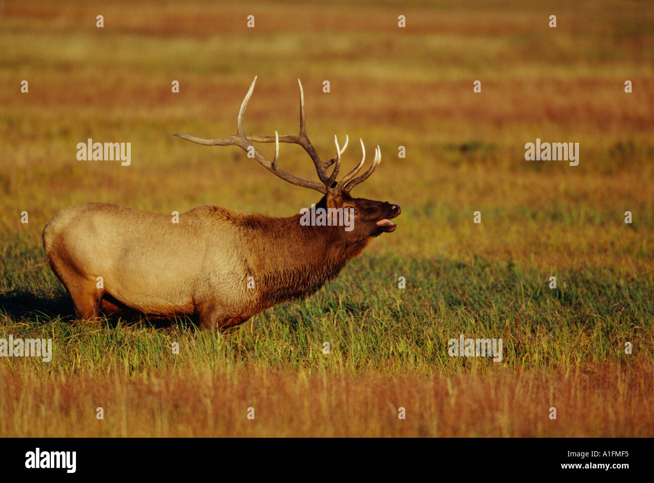 Bull elk muggito in prato durante la caduta stagione solchi Foto Stock