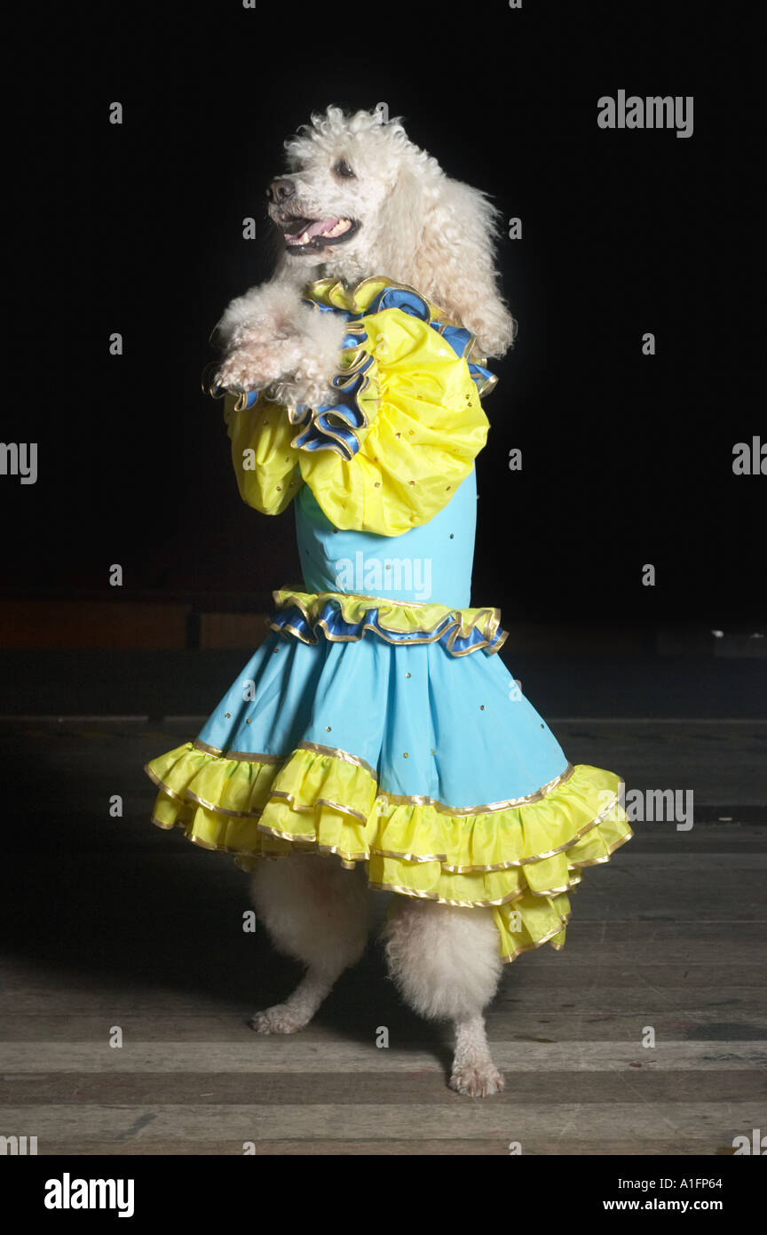 Donna in abito bianco e cane indossando vestiti in teatro caberet dall'Uzbekistan nazionale teatro del cane s produzione di Cenerentola a Shanghai Foto Stock